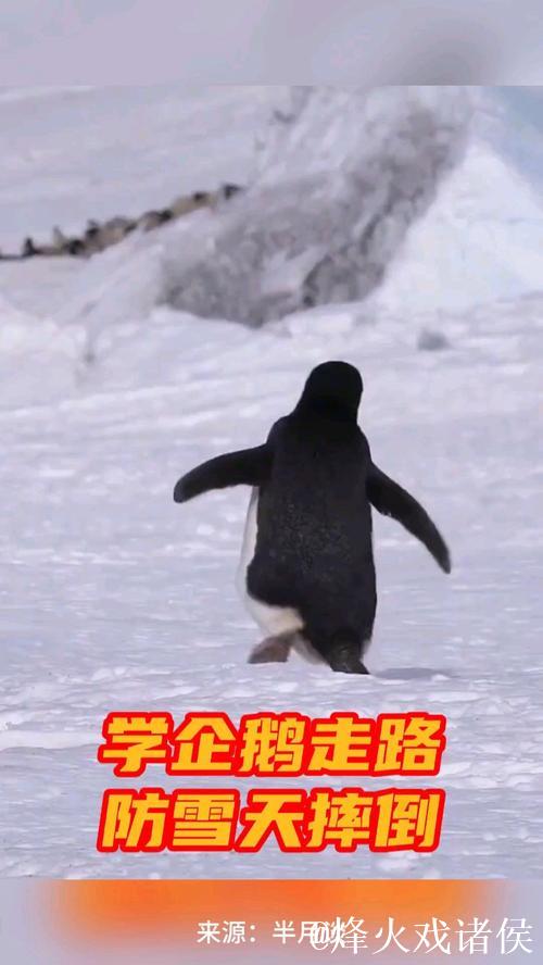 模仿企鹅步伐，稳健行走不摔跤